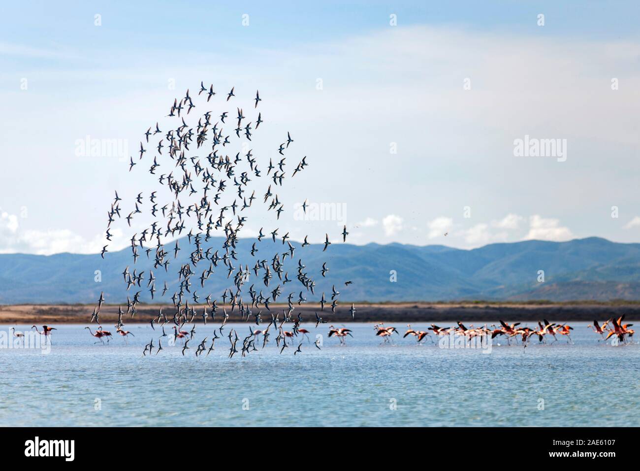 Flamingos in Bahia Hondita in der Halbinsel Guajira im Norden von Kolumbien. Stockfoto