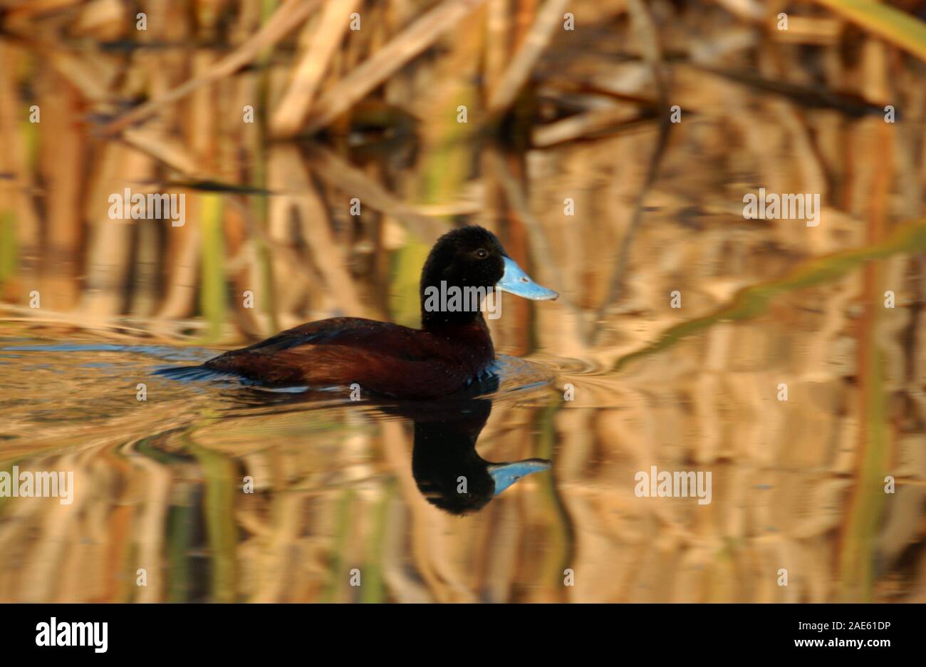 Die blau-billed Duck (Oxyura australis) ist eine kleine Australische steif-tailed Ente, mit der männlichen und weiblichen wächst auf eine Länge von 40 cm (16 in). Stockfoto