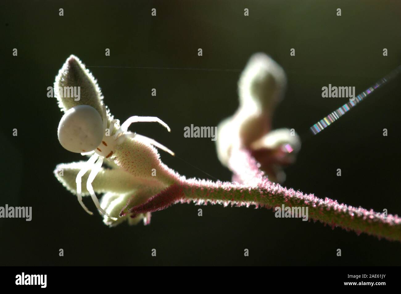 White Crab Spider ist manchmal auch als Weiße Blume Spider bekannt. Hier auf Kangaroo paw Pflanze gesehen. Stockfoto