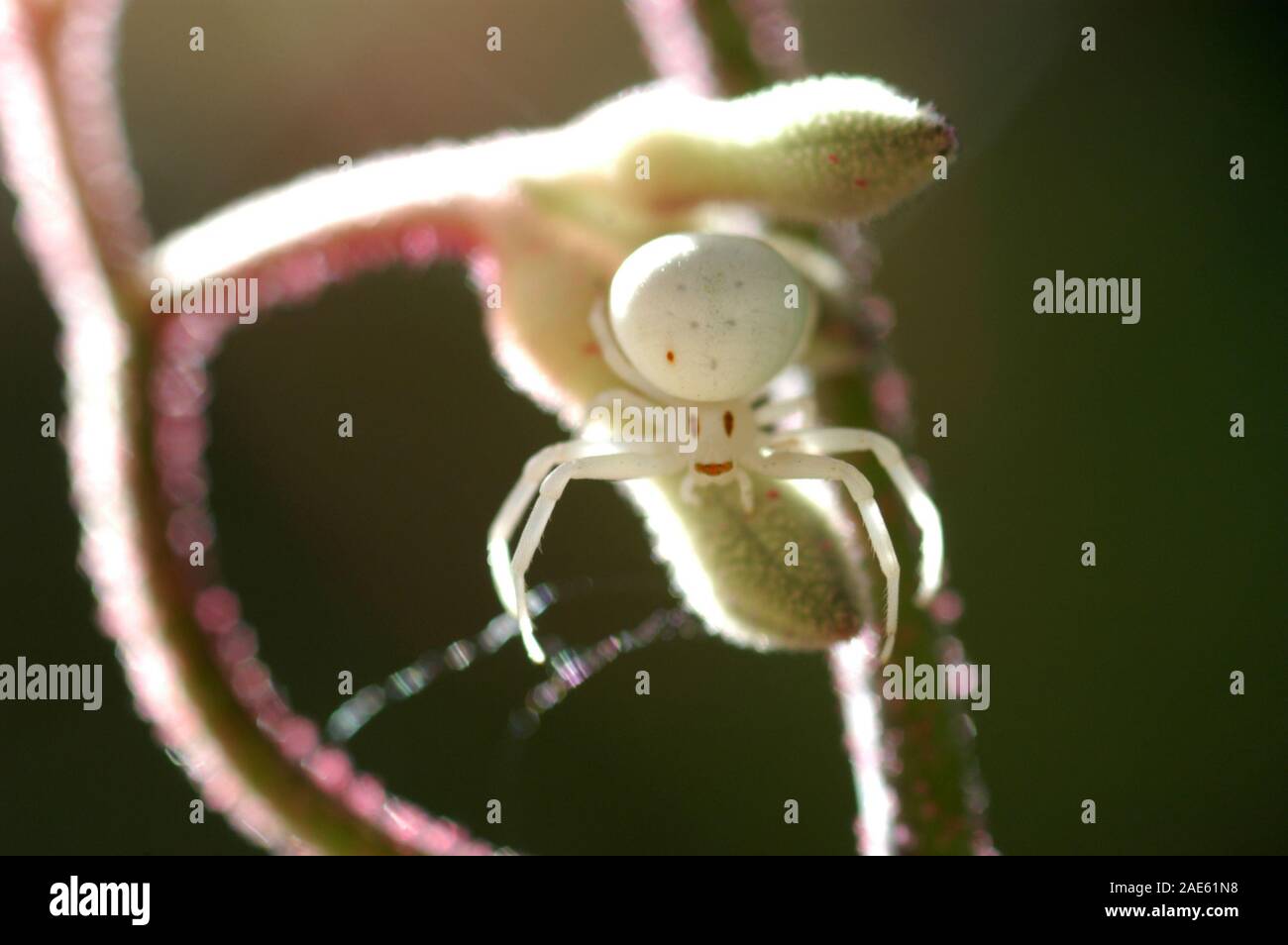 White Crab Spider ist manchmal auch als Weiße Blume Spider bekannt. Hier auf Kangaroo paw Pflanze gesehen. Stockfoto