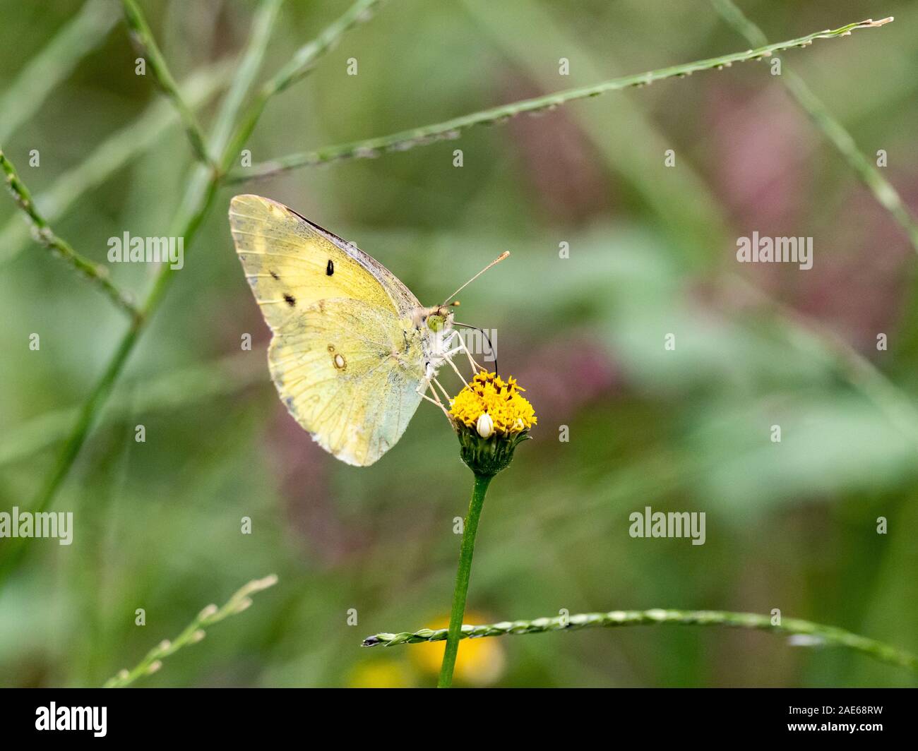 Eine östliche Blass gelben Schmetterling getrübt, Colias erate oder vor kurzem Colias poliographus aktualisiert, Feeds von einem kleinen gelben Blume. Stockfoto