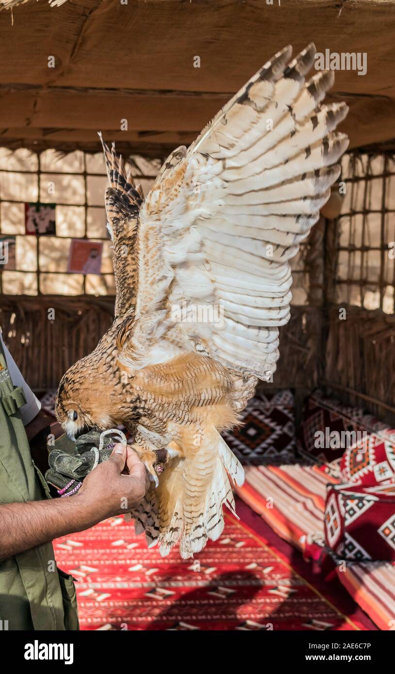 Braun Desert Eagle Owl ist eine Pflanzenart aus der Gattung der Eule in Super binocular Vision und Richtungshören Stockfoto