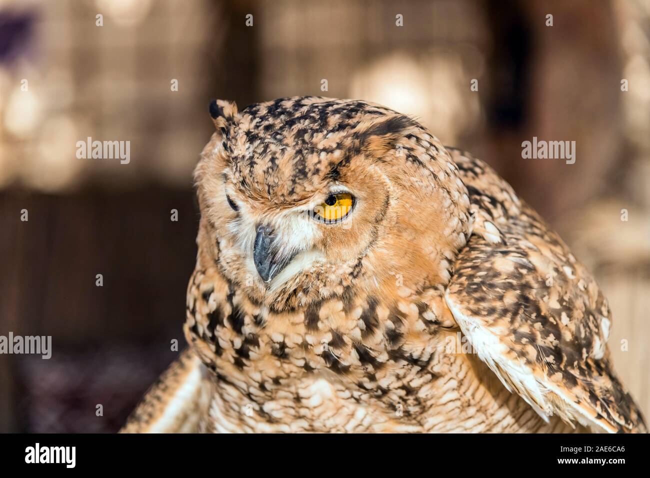 Braun Desert Eagle Owl ist eine Pflanzenart aus der Gattung der Eule in Super binocular Vision und Richtungshören Stockfoto
