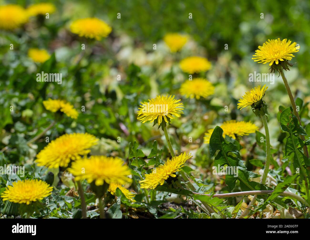 Löwenzahn Pflanzen mit einem Flauschigen gelbe Knospen. Stockfoto