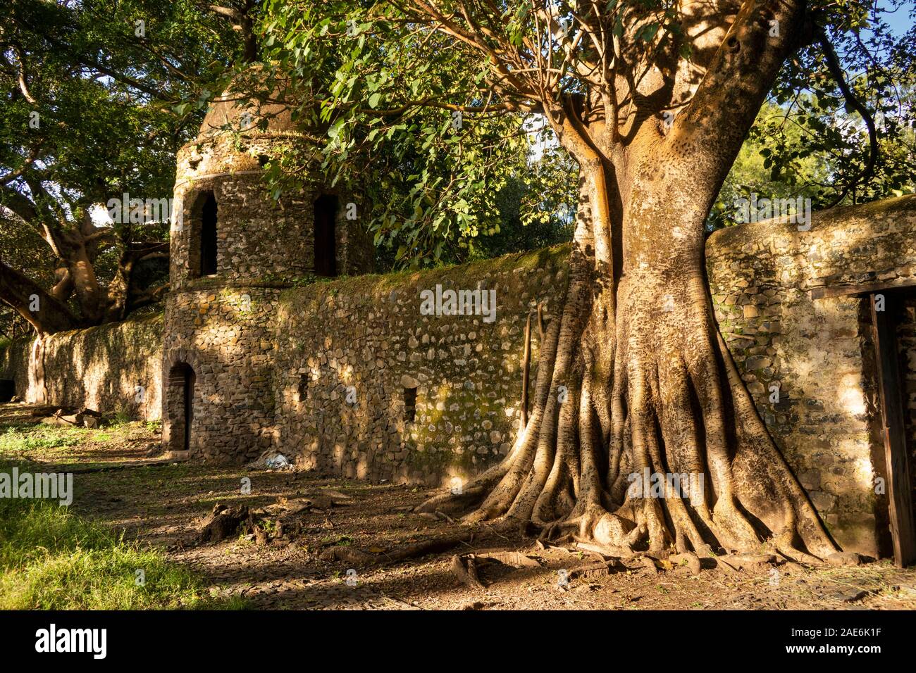 Äthiopien, Amhara-region, Gondar, Fasilidas' Pool, Ficus Baum in die äußere Mauer aufgewachsen Stockfoto