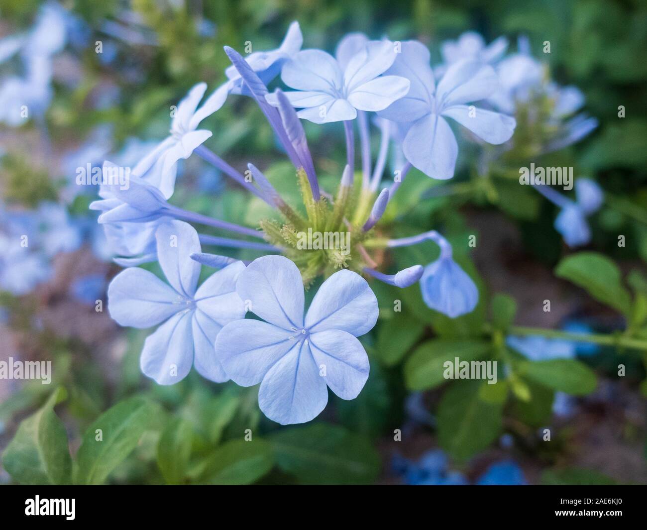 Hellblauen Blüten von winzigen Immergrün. Catharanthus pusillus. Stockfoto
