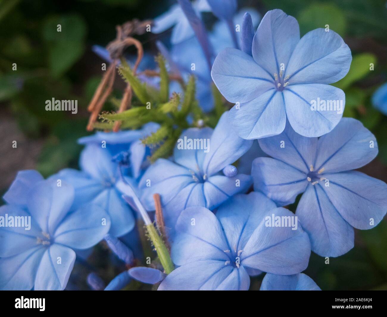 Hellblauen Blüten von winzigen Immergrün. Catharanthus pusillus. Stockfoto