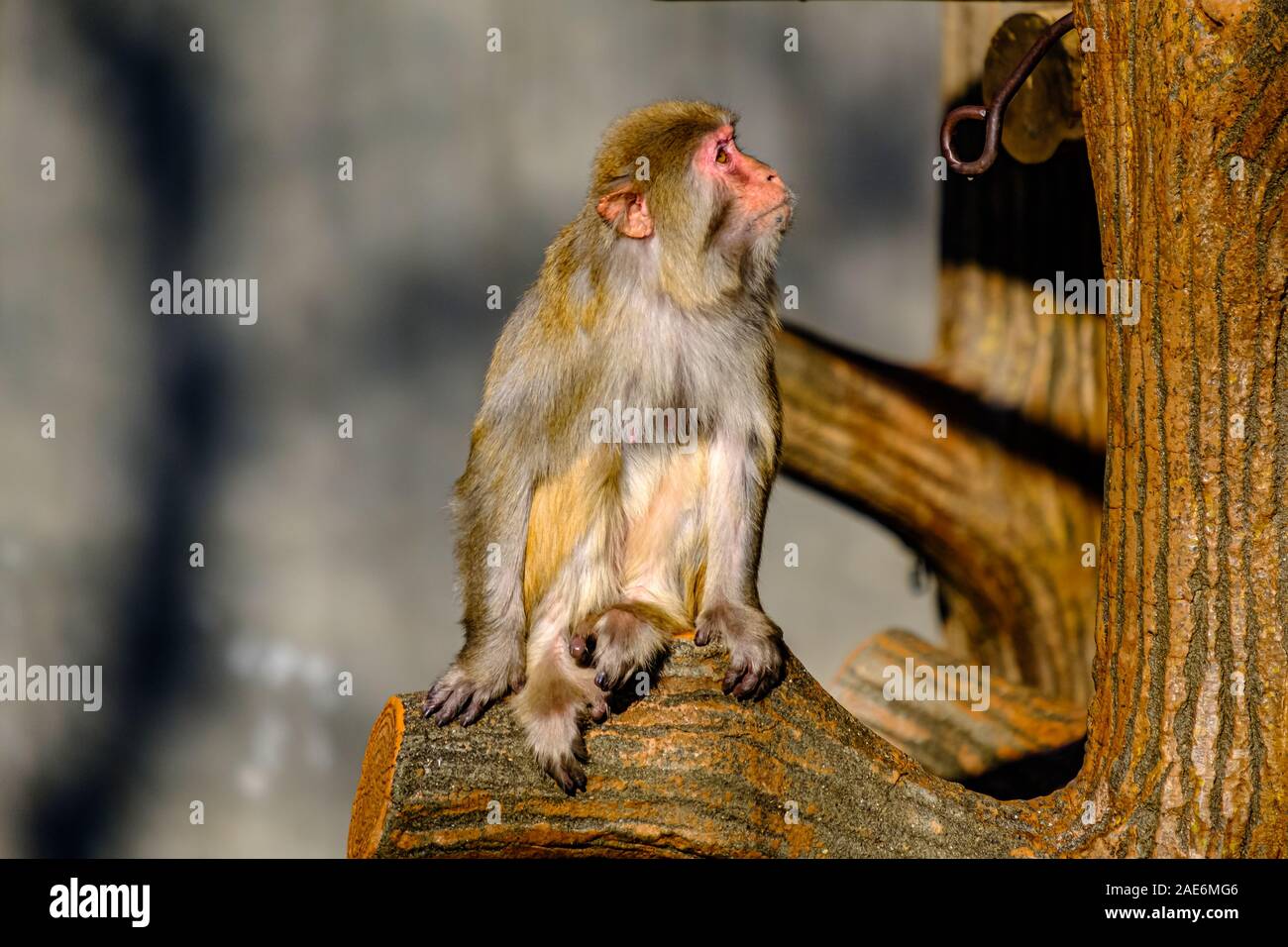 Affe im Zoo Stockfoto