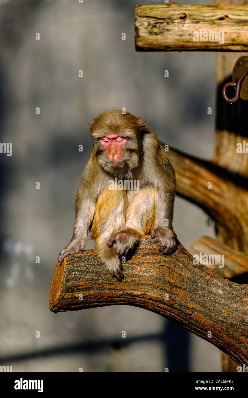 Affe im Zoo Stockfoto