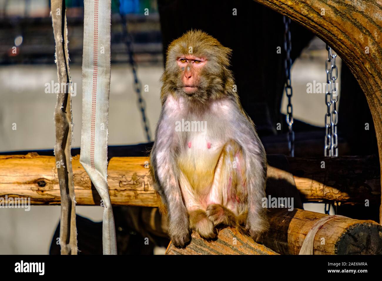 Affe im Zoo Stockfoto