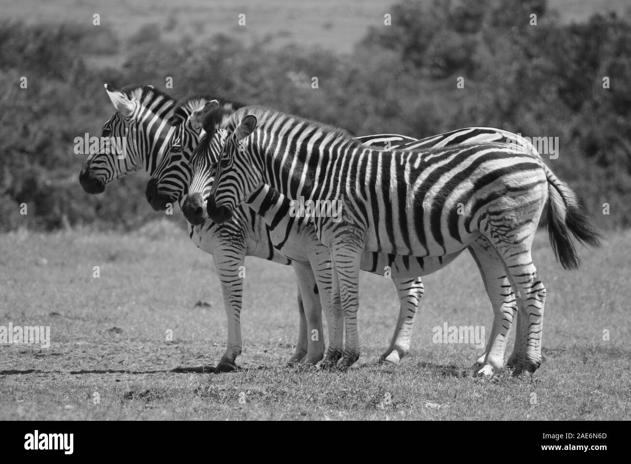 Ein Dazzle von Zebra Stockfoto