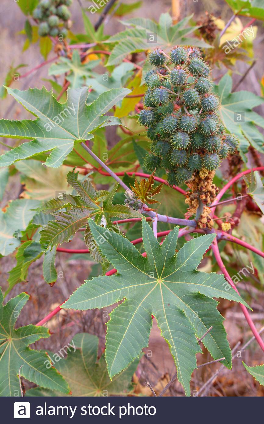 Wild Rizinus Ricinus Communis Wachst Auf Teneriffa Spanien Stockfotografie Alamy