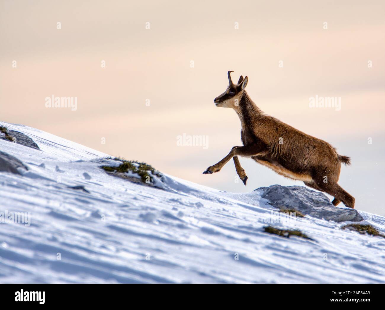 Gemsen im Schnee auf den Gipfeln der Nationalpark Picos de Europa in Spanien. Rebeco, Rupicapra rupicapra. Stockfoto