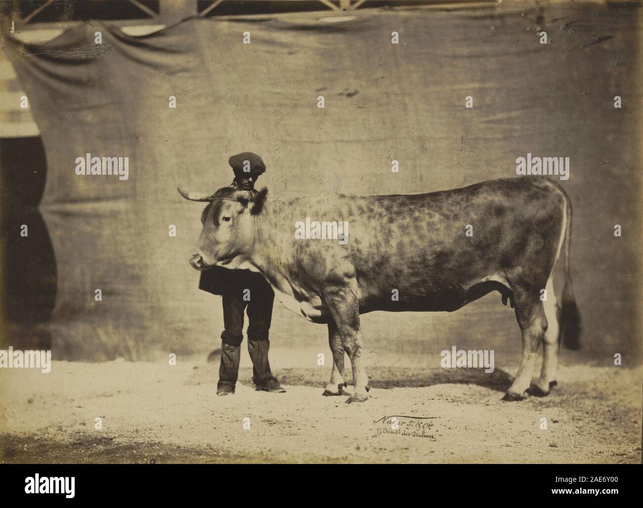 Vache Garonnaise, agée de 5 à 6 ans; 1856 Datum Adrien Tournachon, Vache, Garonnaise agée de 5 à 6 ans, 1856 Stockfoto