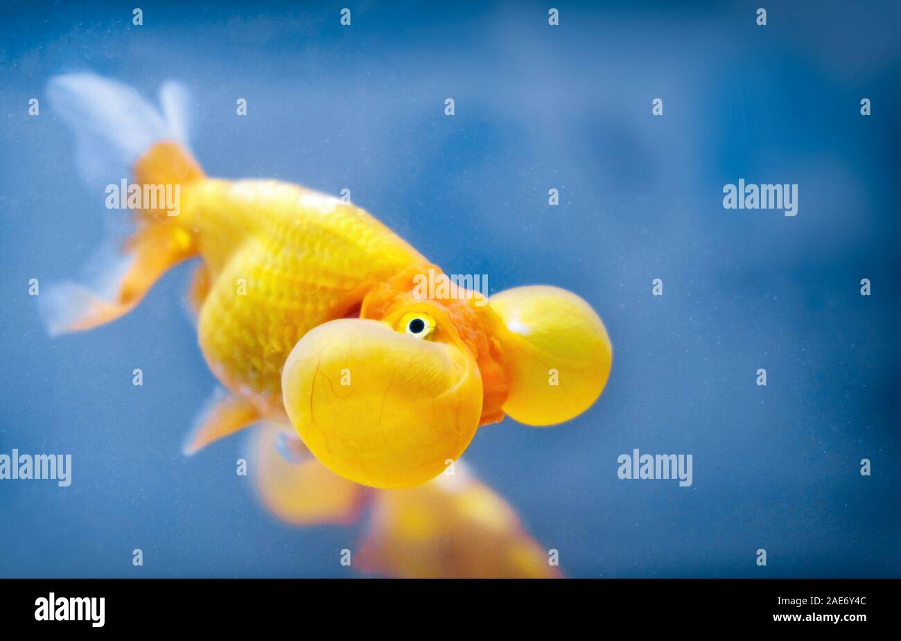 Eine Blase Auge fisch Goldfisch Nahaufnahme Stockfoto