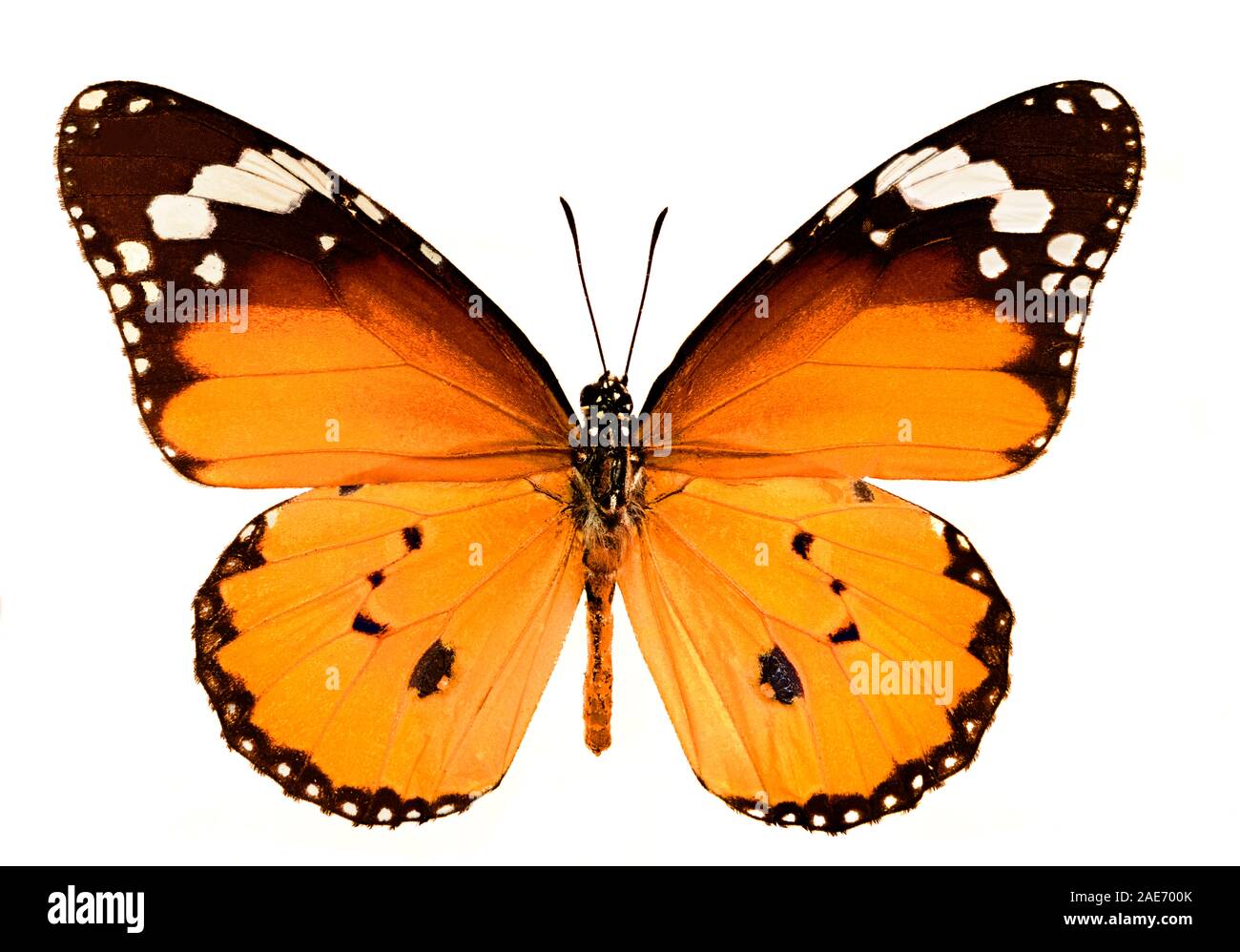 Schneiden Sie das Bild des schlichten Tigerschmetterlings, des Schmetterlings der afrikanischen Königin oder des Schmetterlings des afrikanischen Monarchen Danaus Chrysippus aus Stockfoto
