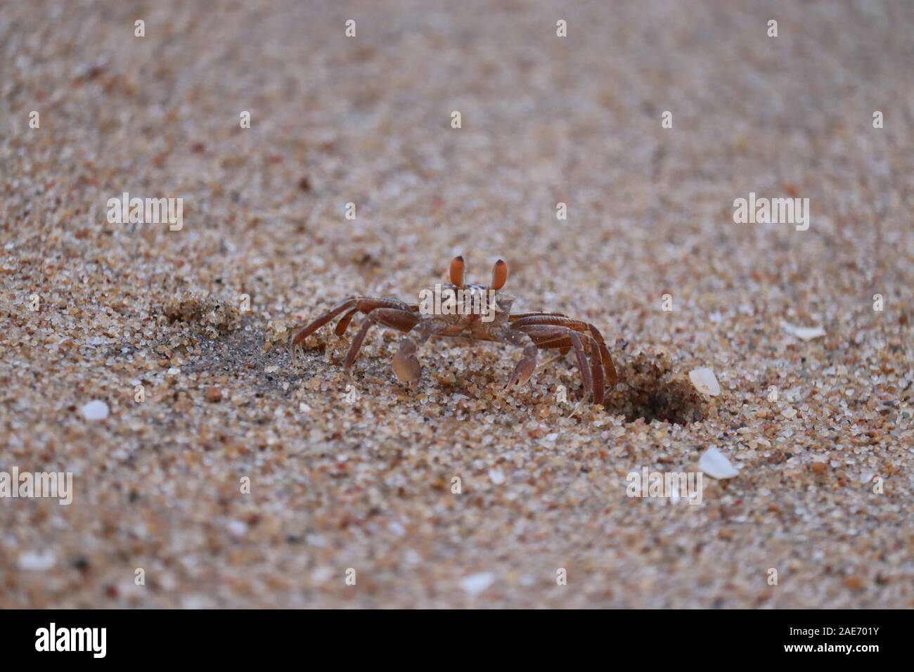 Eine semiterrestrial ghost Crab (Ocypodinae Arthropoden) Spaziergänge durch den Sand entlang Wiggins Pass, Florida. Es wird auch manchmal als Sand crab bekannt. Stockfoto