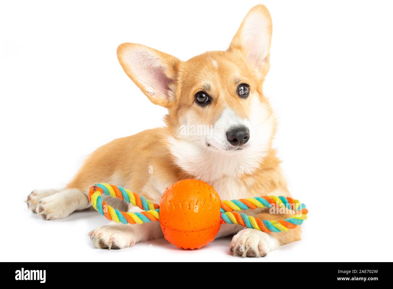 Welsh Corgi Pembroke Welpen mit einem Spielzeug isoliert weißer Hintergrund Stockfoto