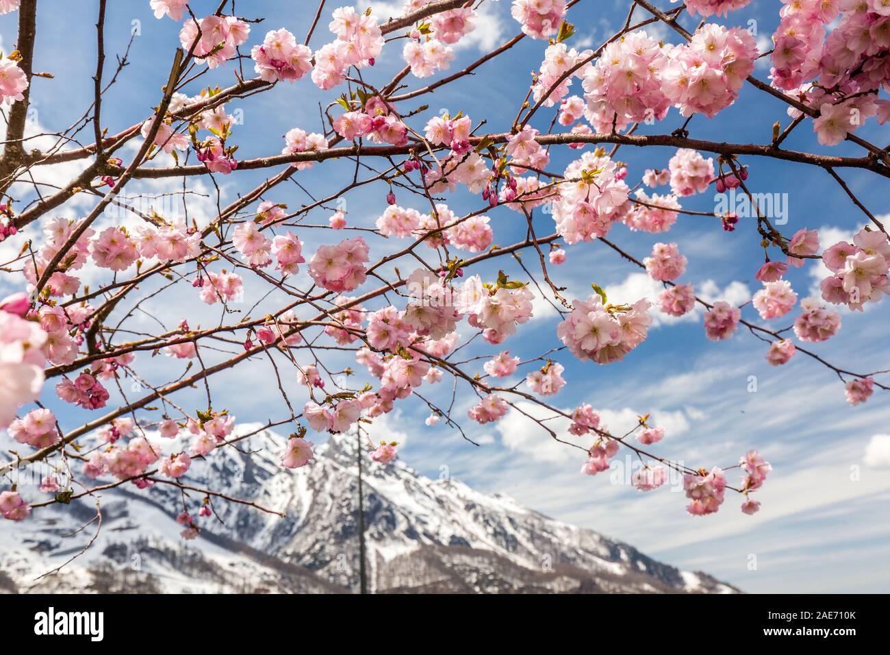 Blooming cherry tree mit Blick auf die schneebedeckten Berge, die im Frühjahr an einem klaren Tag in Sochi, Russland. Stockfoto