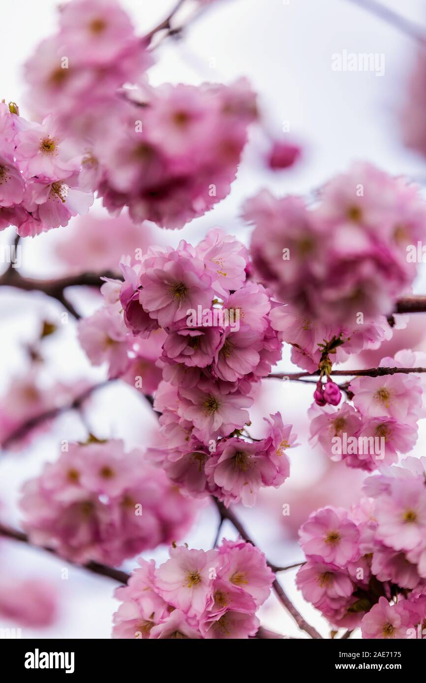 Blooming cherry tree mit Blick auf die schneebedeckten Berge, die im Frühjahr an einem klaren Tag in Sochi, Russland. Stockfoto