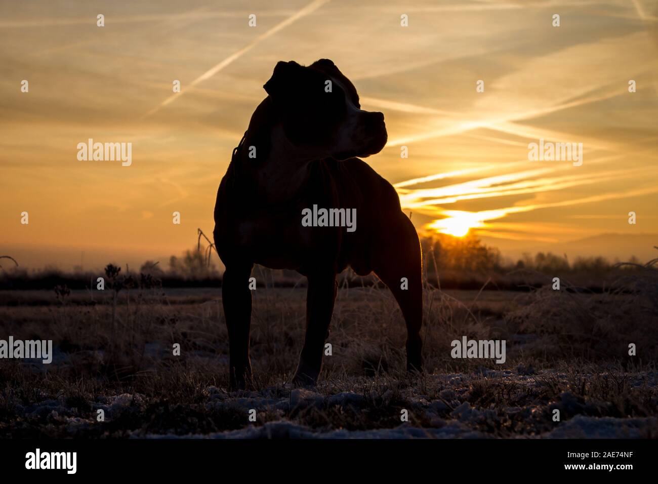 Silhouette eines Grubenbullen bei Sonnenaufgang, gegen die Sonne Stockfoto