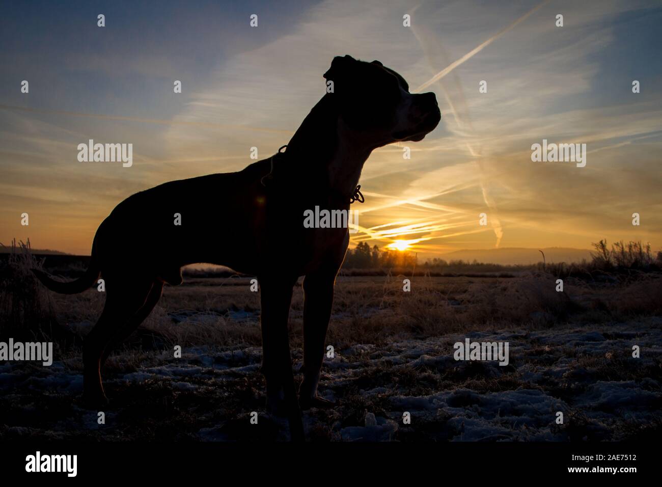 Silhouette eines Grubenbullen bei Sonnenaufgang, gegen die Sonne Stockfoto