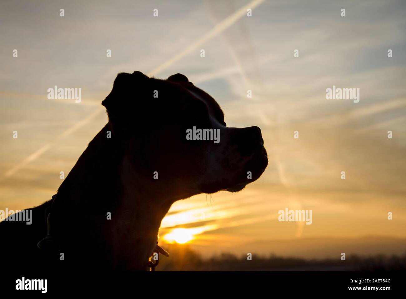 Silhouette eines Grubenbullen bei Sonnenaufgang, gegen die Sonne Stockfoto