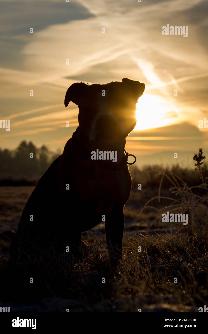 Silhouette eines Grubenbullen bei Sonnenaufgang, gegen die Sonne Stockfoto