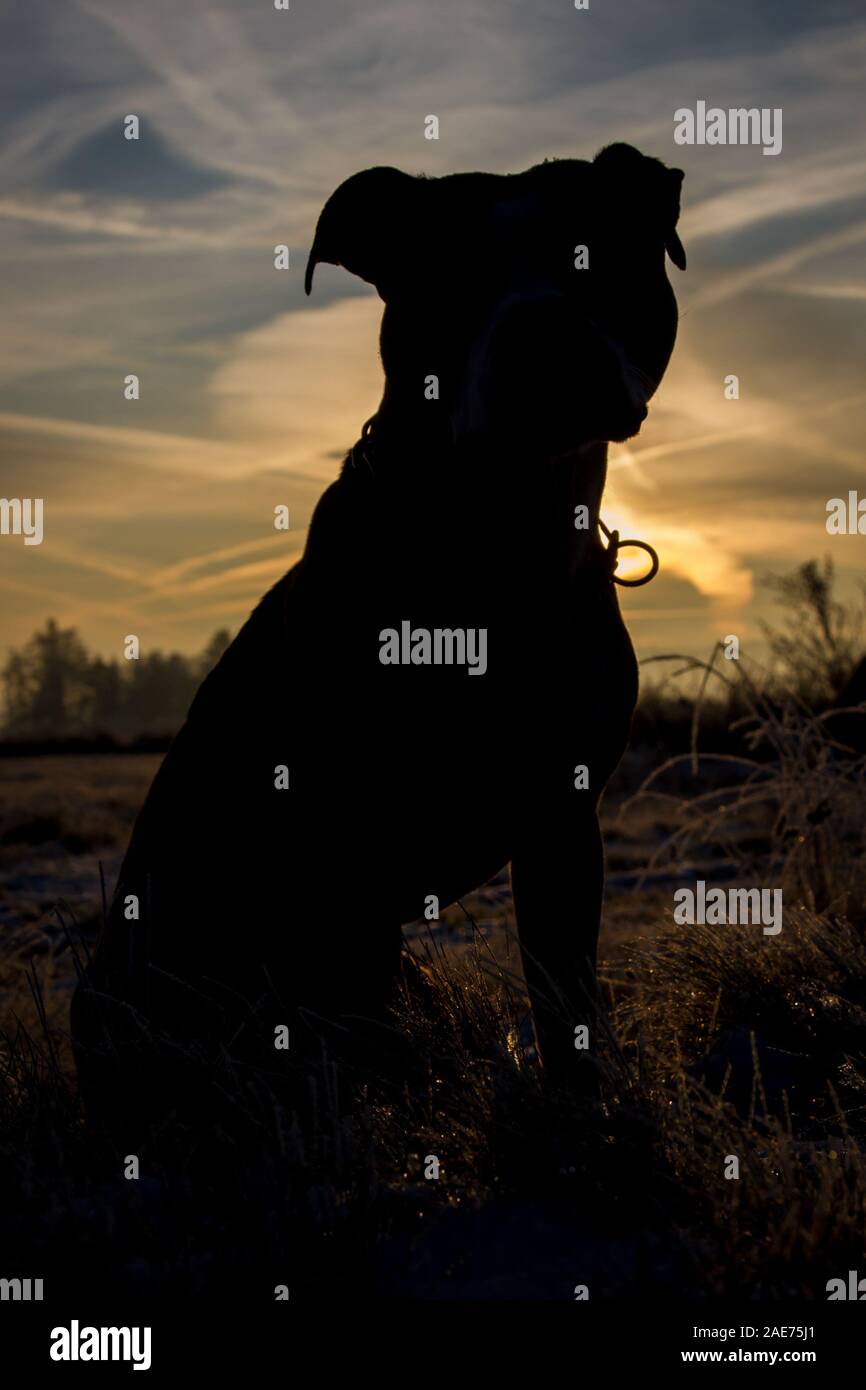 Silhouette eines Grubenbullen bei Sonnenaufgang, gegen die Sonne Stockfoto
