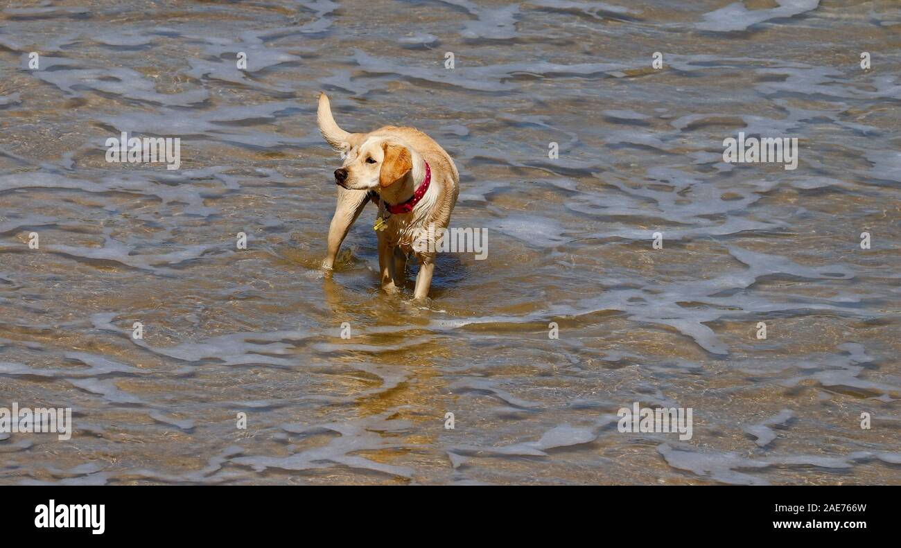 Labrador Planschen in der Brandung, während auf der Suche nach dem Ball, der von seinem Besitzer geworfen wurde. Stockfoto