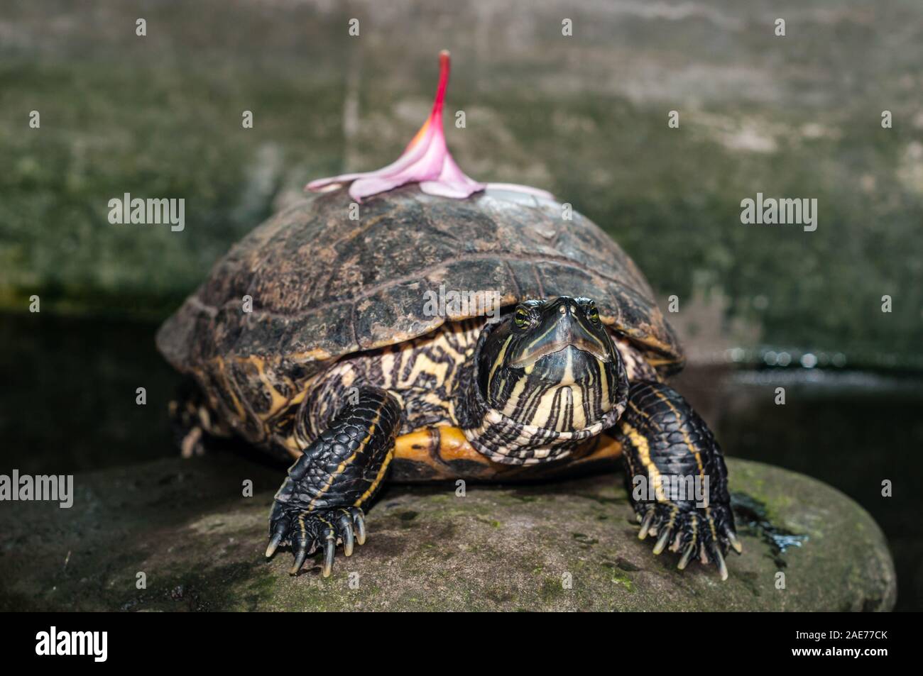 Rotwangen-schmuckschildkröte Rotwangen-Schmuckschildkröte, Schildkröte, TRACHEMYS SCRIPTA elegans, mit einem Frangipani Blume auf der Rückseite, Tulamben, Bali Stockfoto