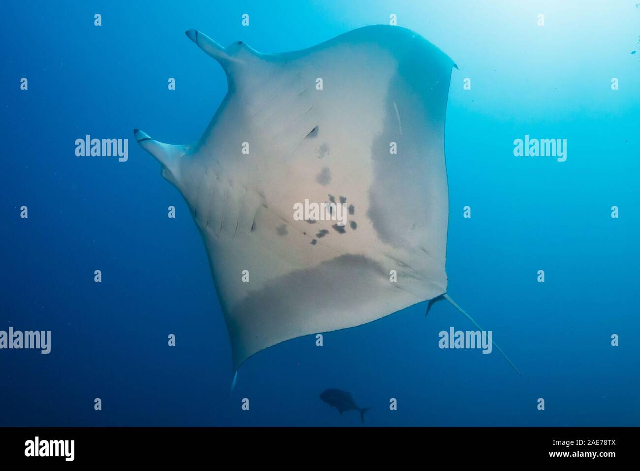 Oceanic Manta Ray zeigt seine Unterseite und einzigartigen Ort, Muster für schn Zwecke (Koh Bon, Similan Inseln) Stockfoto