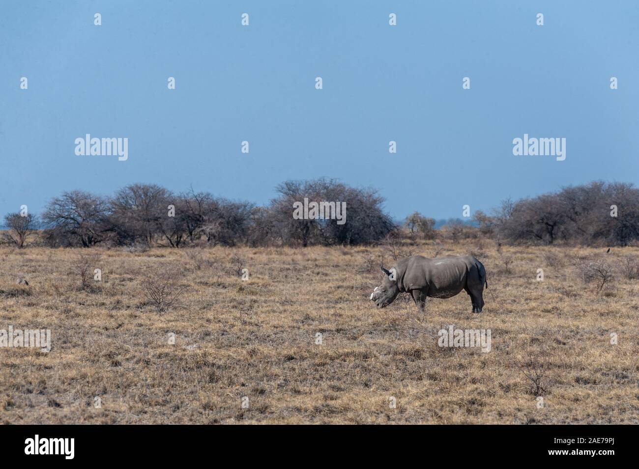 Ein einsamer enthornt Schwarzes Nashorn - Diceros bicornis occidentalis - Beweidung in Etosha National Park, Namibia. Schwarze Nashörner sind durch Wilderei stark bedroht. Die Hupe wird entfernt, um die WILDERER von der Tötung der Tiere zu stoppen. Stockfoto