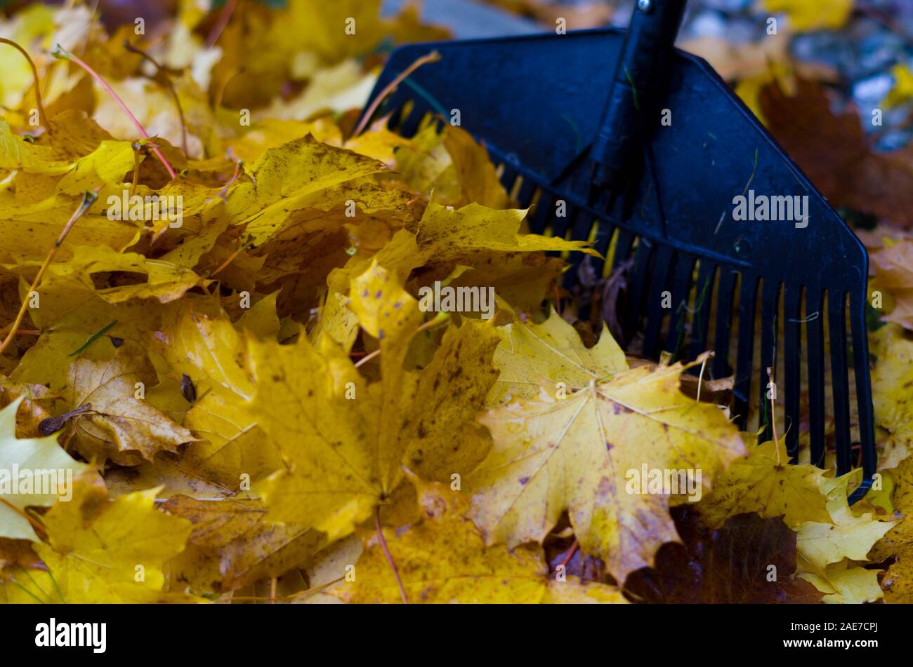 Herbst und Winter Clearing von Laub, Vorbereitung für Kompost, ökologischen Dünger Ersatz geeignet für den ökologischen Anbau. Stockfoto