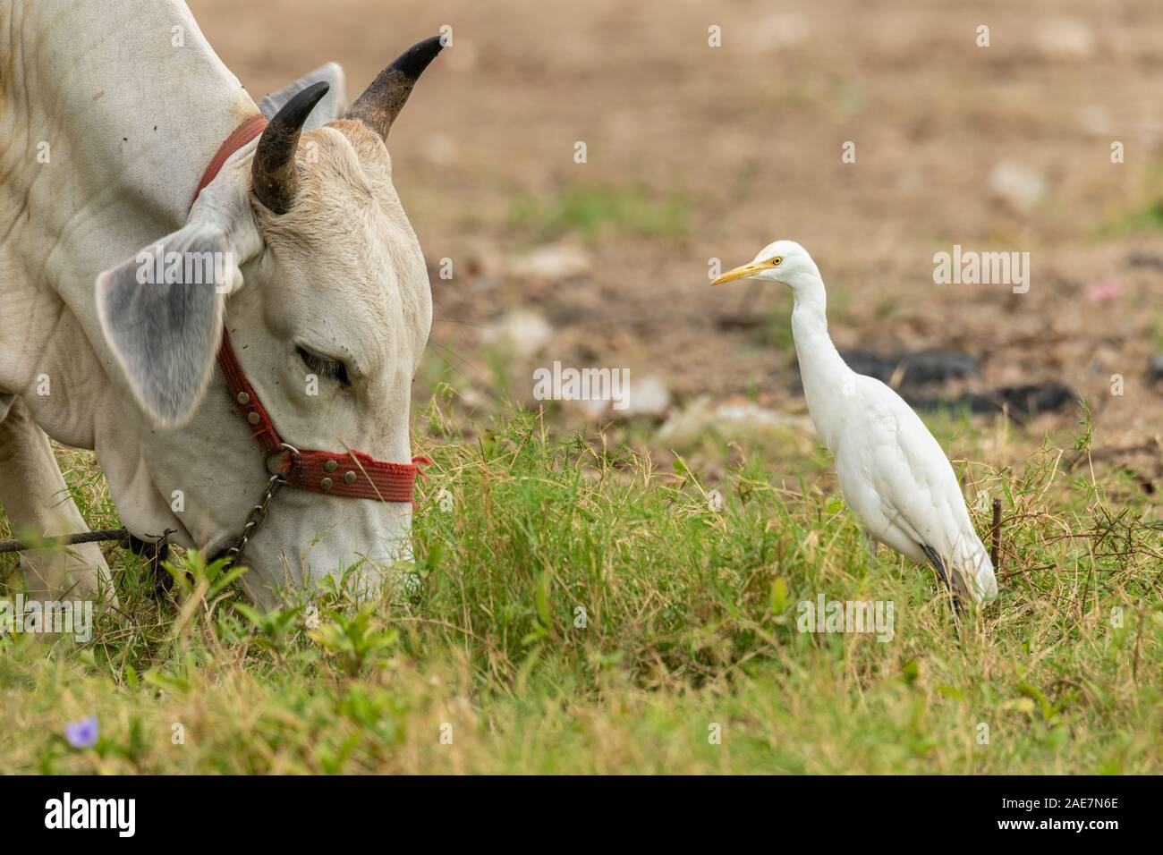 Kuhreiher stand vor einer Kuh in einem Feld Stockfoto