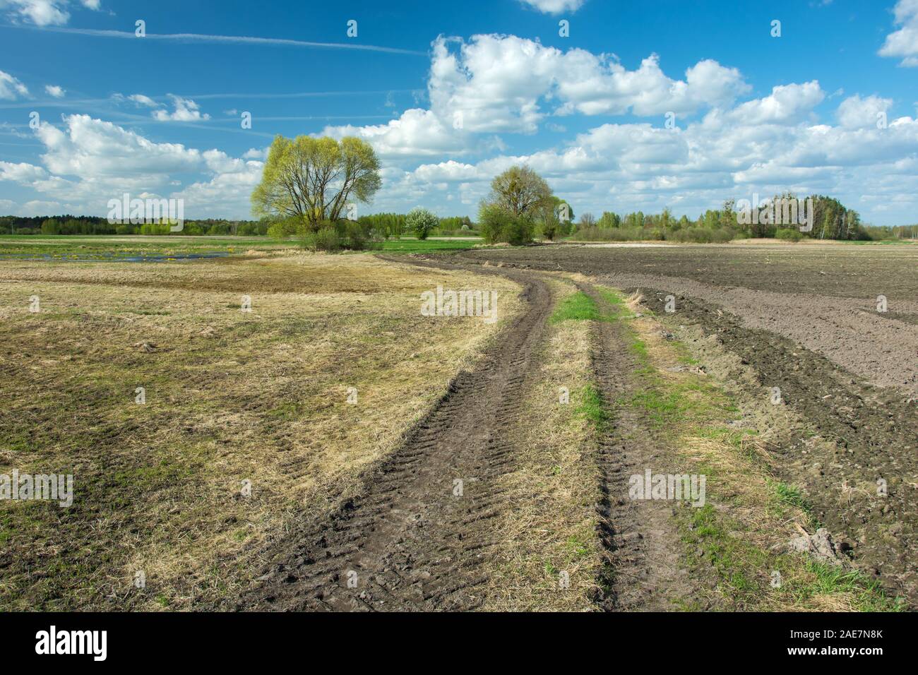 Traktor Radspuren im Feld, die Bäume und die weißen Wolken am blauen Himmel - sonniger Frühlingstag Stockfoto