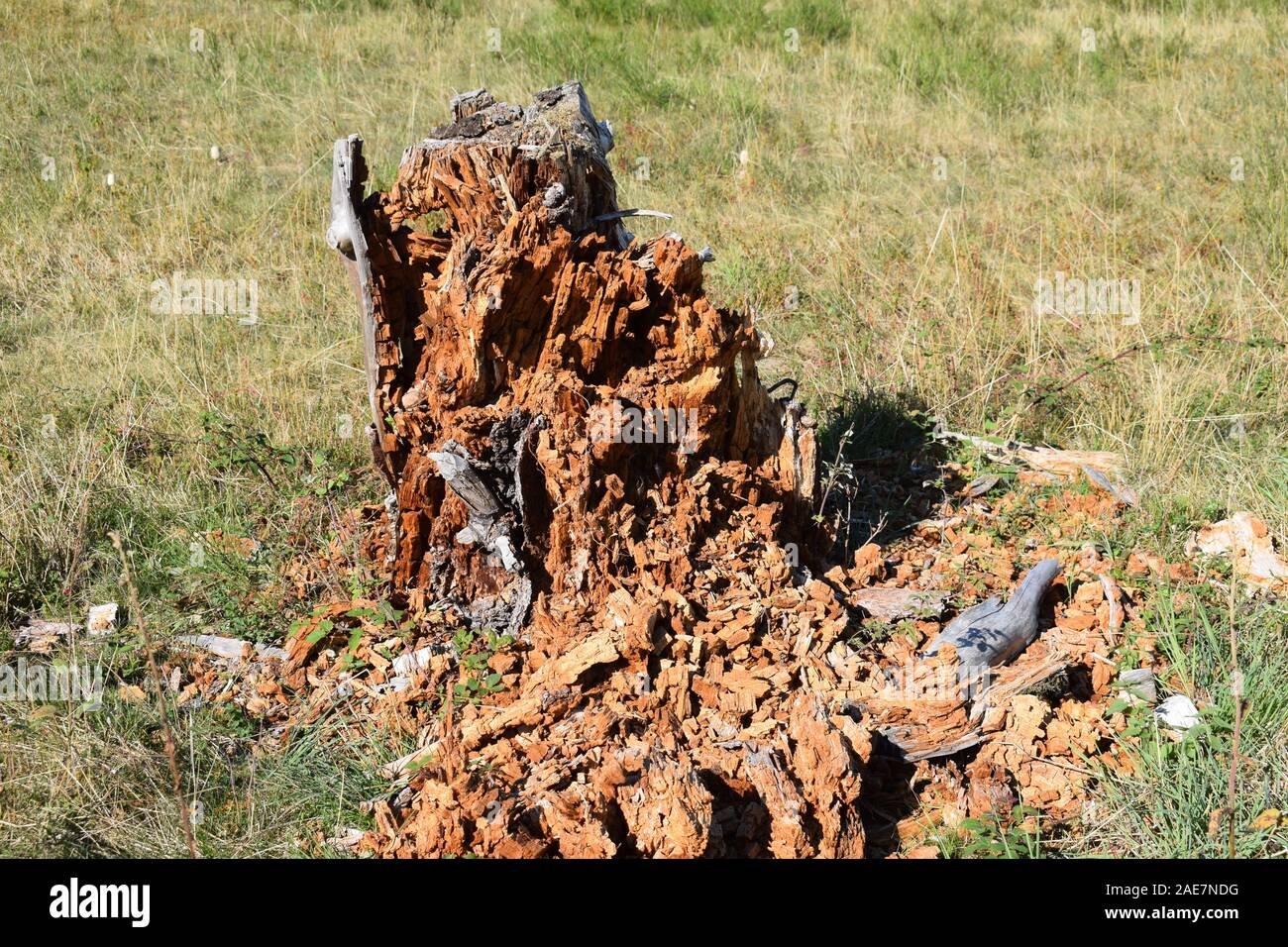 Verfaulte Wurzel Stockfoto