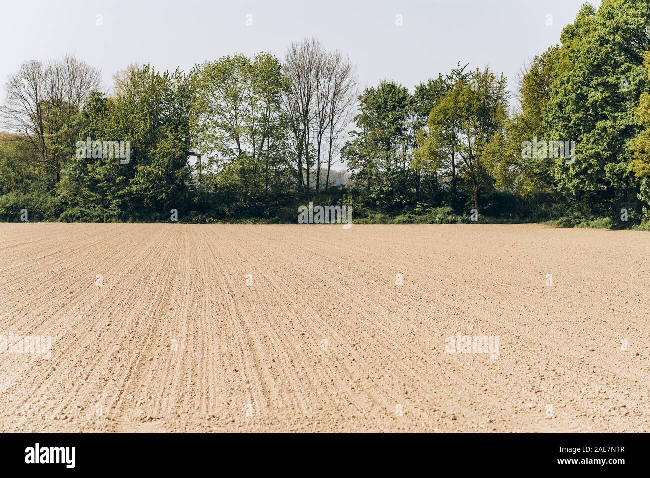 Gepflügte Feld unter einem blauen Himmel. Ein von den Furchen, von Bäumen gesäumten Feld. Stockfoto