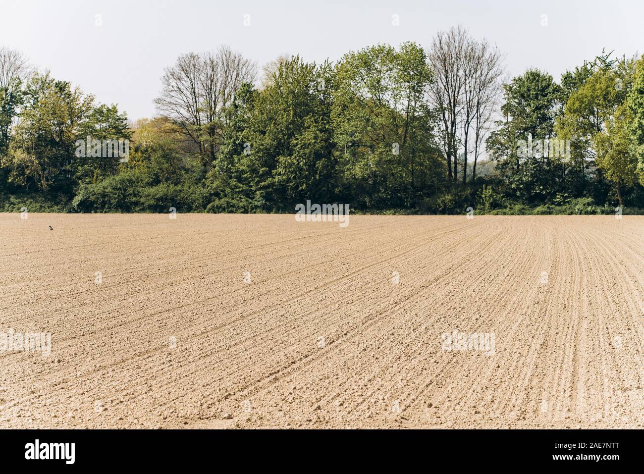 Gepflügte Feld unter einem blauen Himmel. Ein von den Furchen, von Bäumen gesäumten Feld. Stockfoto