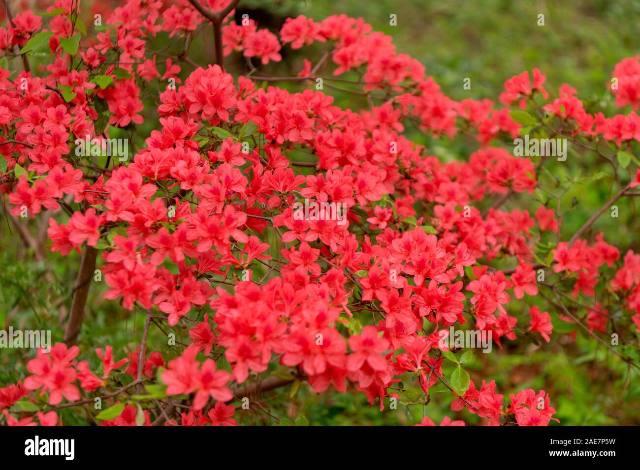 Azaleenfest in japan Fotos und Bildmaterial in hoher Auflösung Alamy
