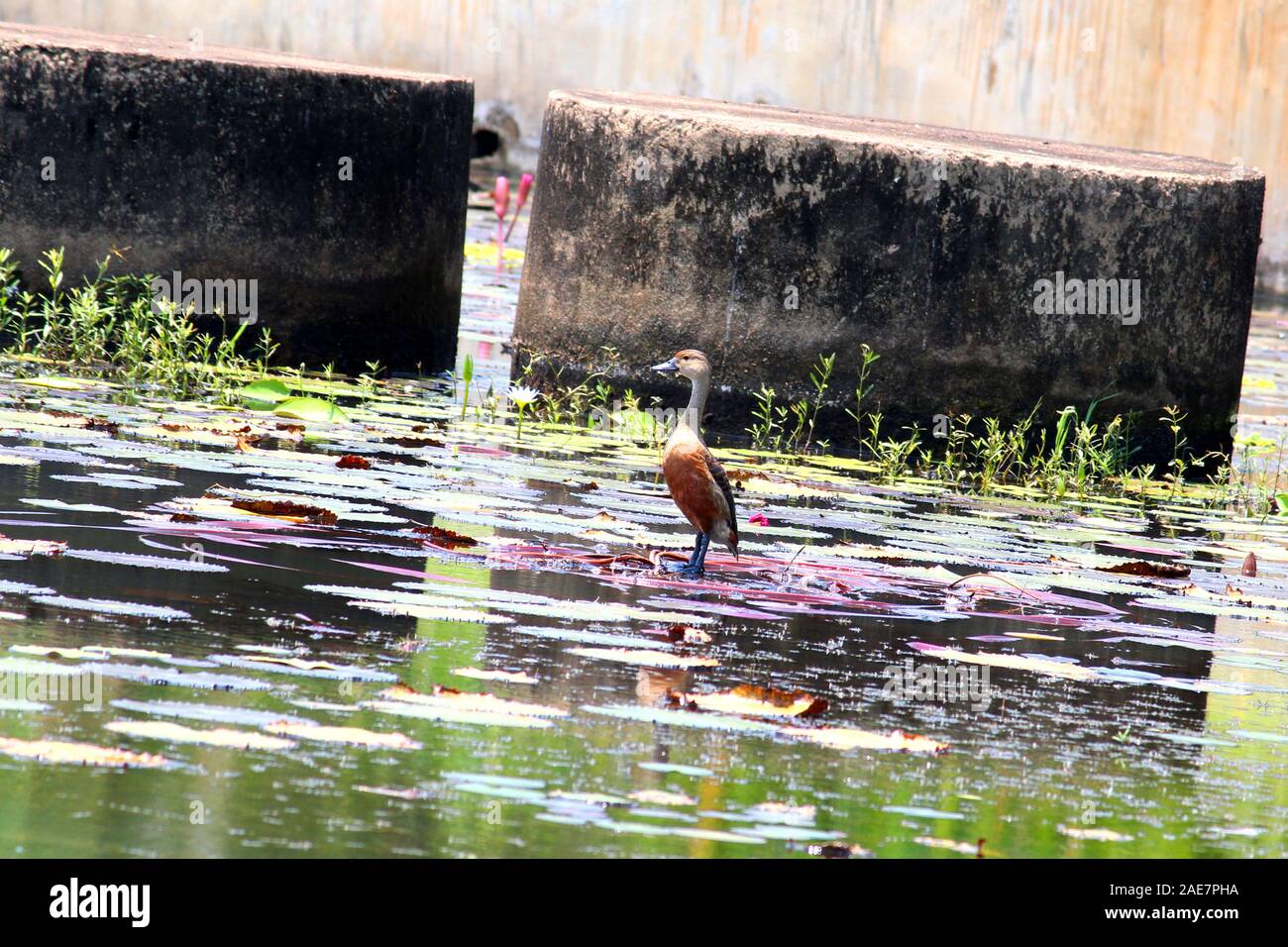 Enten in einem Teich Stockfoto