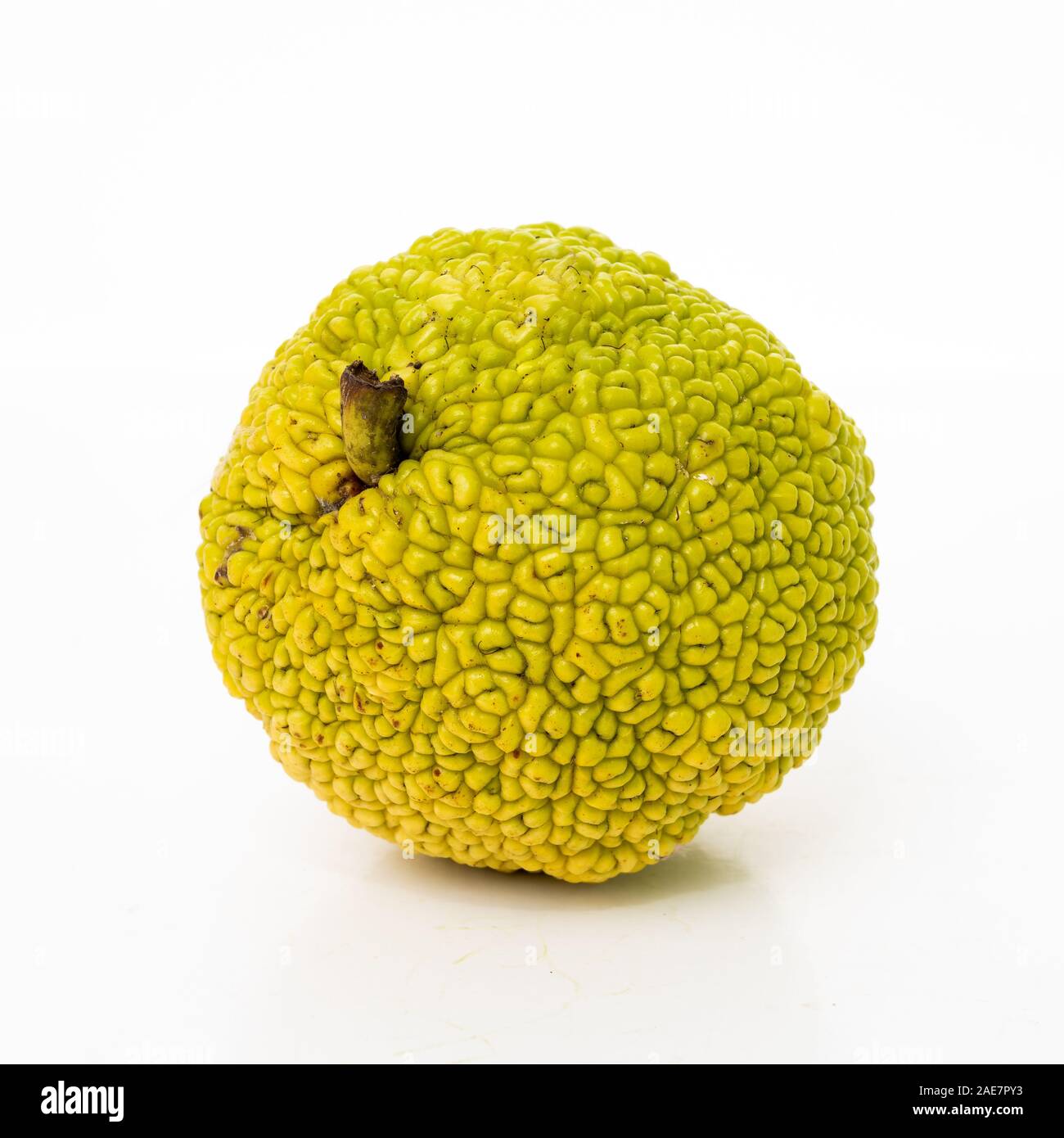Frische osage Orangen oder Maclura auf weißem Hintergrund. Maclura pomifera Obst Stockfoto