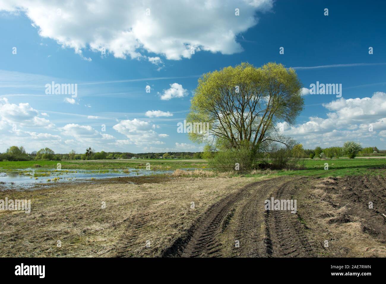 Traktor Reifen Spuren im Feld, großen Baum und weiße Wolken am blauen Himmel - sonniger Frühlingstag Stockfoto