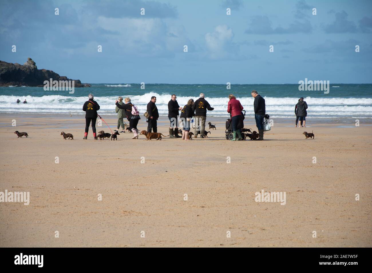 Oktober 2019 - Hund Wanderer nehmen ihre Gruppe von dachsunds für einen Spaziergang am Strand Harlyn Bay, östlich von Trevose Head, in der Nähe von Padstow in Cornwall, Großbritannien Stockfoto