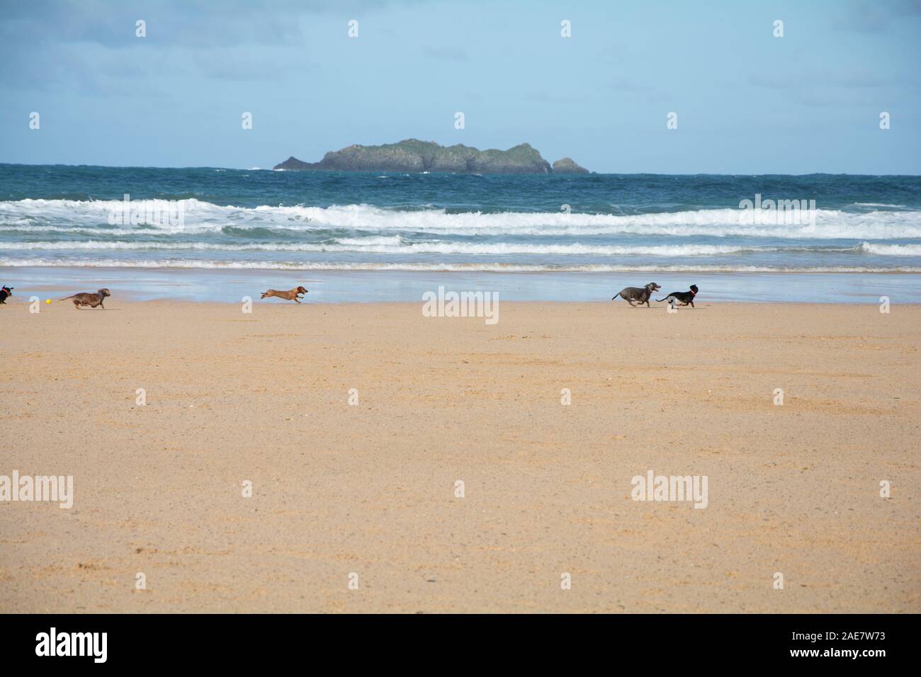 Oktober 2019 - Eine Gruppe von dachsunds Hunde spielen bei Harlyn Bay Beach, östlich von Trevose Head, in der Nähe von Padstow in Cornwall, Großbritannien Stockfoto