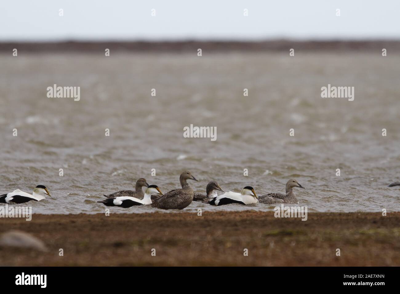 Gemeinsame Eider Duck Herde schwimmen in einem kalten arktischen See, im Herbst, in der Nähe der Arviat Nunavut Kanada Stockfoto