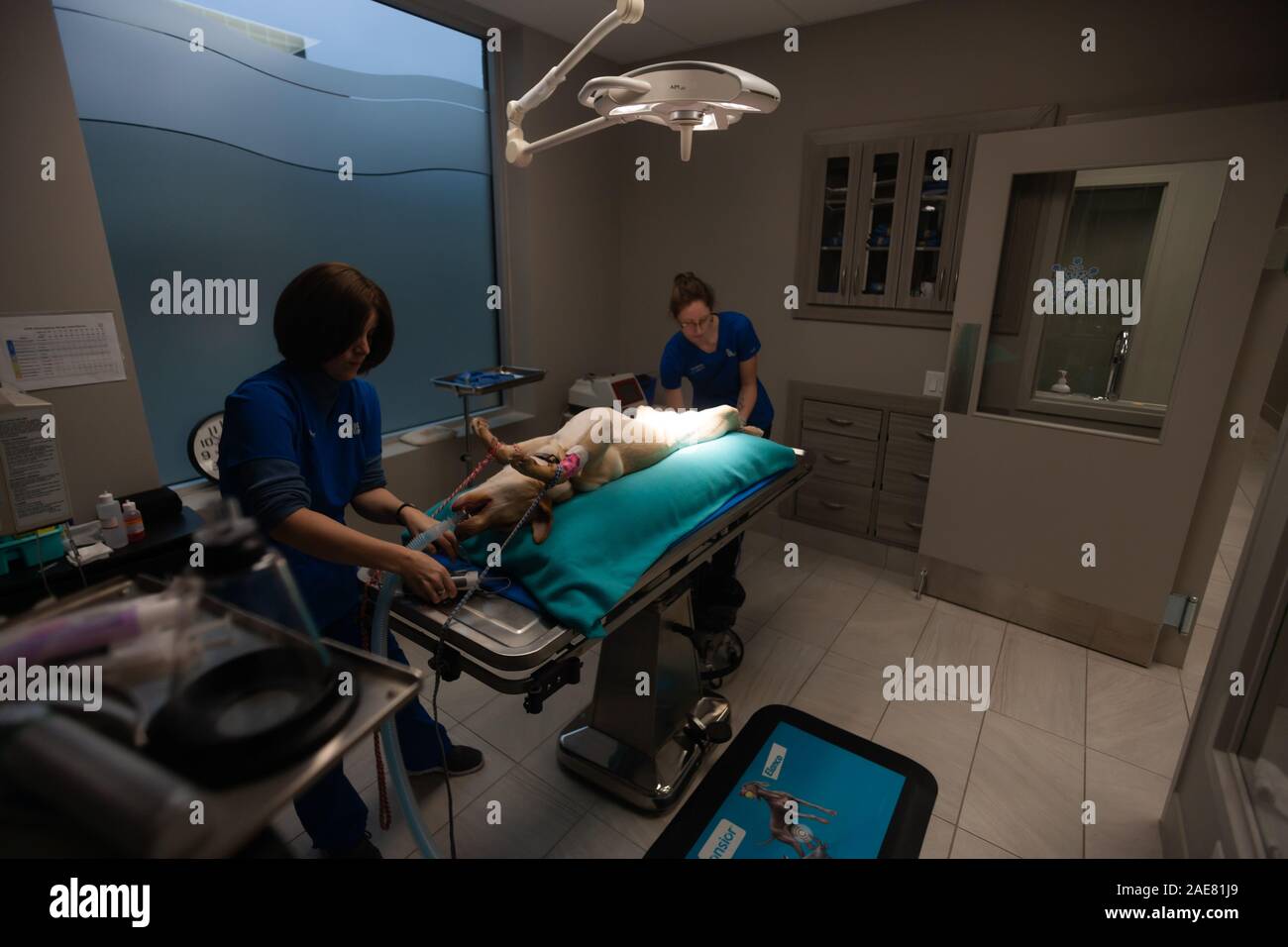 Veterinär Techniker bereiten ein Eckzahn für Chirurgie in den Operationssaal in einer Tierklinik. Stockfoto