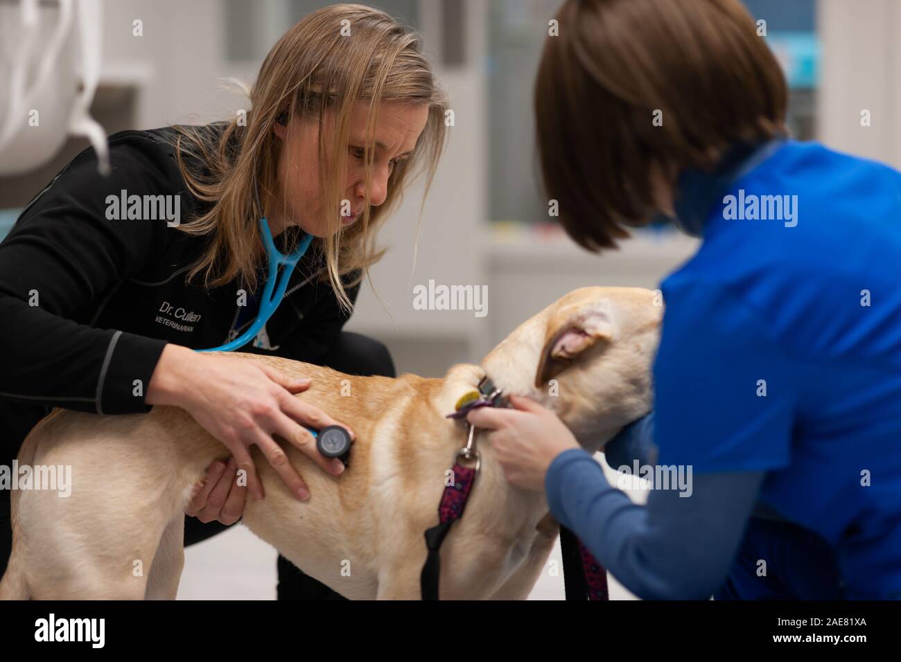 Ein Tierarzt und Techniker zu einer Hunde- verwalten vor der Operation. Stockfoto