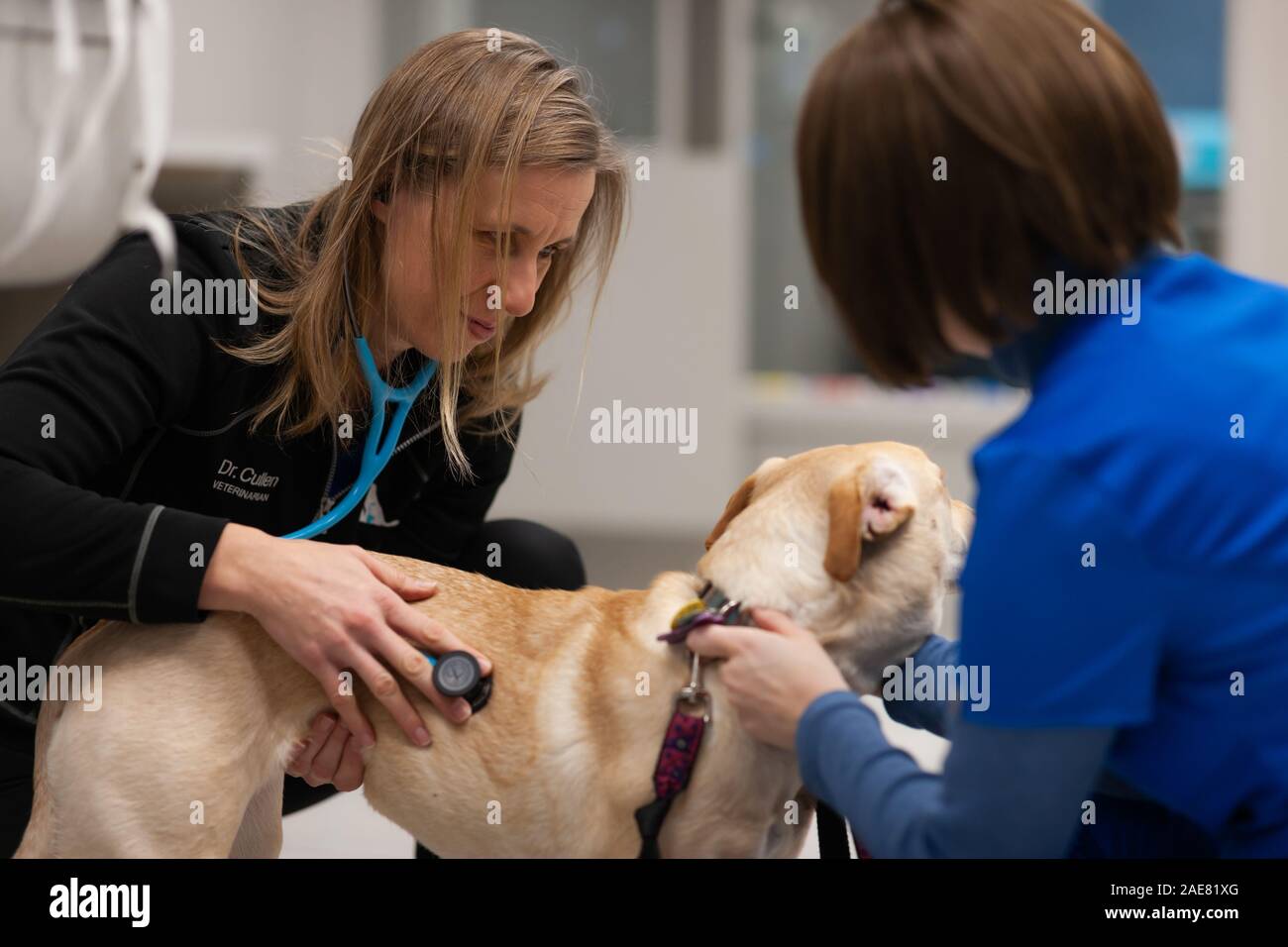 Ein Tierarzt und Techniker zu einer Hunde- verwalten vor der Operation. Stockfoto