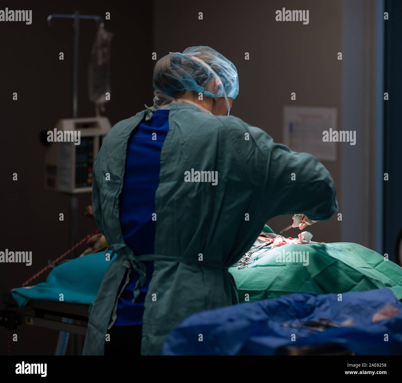 Tierarzt Für Hunde In Der Nähe Tierarzt operateur -Fotos und -Bildmaterial in hoher Auflösung – Alamy